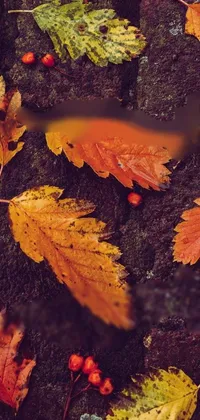 This live wallpaper features a close-up of vibrant autumn leaves and berries on a textured dark rock background