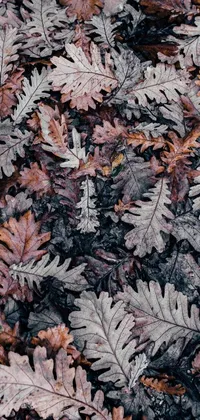 This live phone wallpaper features a stunning image of colorful leaves on the ground, adding a sense of tranquility to your phone screen