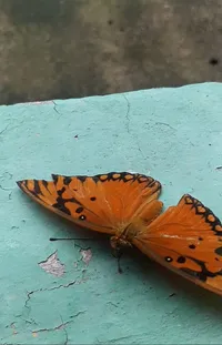 Brown Pollinator Butterfly Live Wallpaper