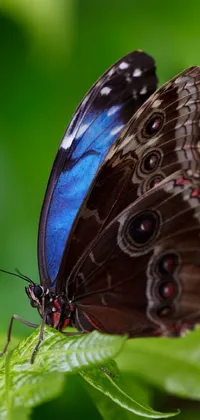 Get mesmerized by this stunning phone live wallpaper featuring a butterfly perched on a leaf