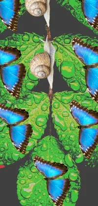 Natural butterfly and snail Live Wallpaper