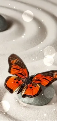 This stunning live wallpaper features two bright orange butterflies perched atop a smooth boulder