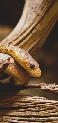 This stunning live wallpaper for your phone features a breathtaking close-up photo of a venomous, coiled cobra snake on a branch
