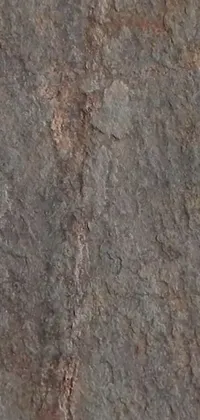 This live phone wallpaper is a beautiful image of a bird standing atop a slate rock