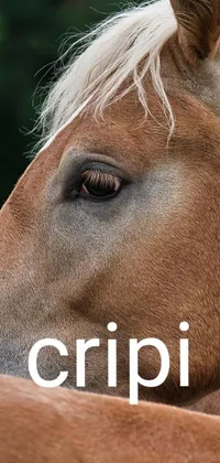 This live phone wallpaper showcases a serene view of a brown horse resting on a lush green field