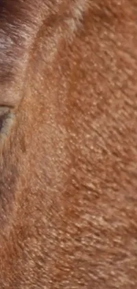 This live wallpaper offers a stunning close-up of an alluring brown horse's eye