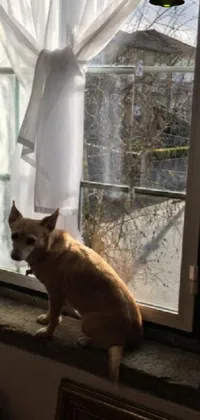 This live wallpaper for your phone features an adorable dog sitting on a window sill, looking out into the world