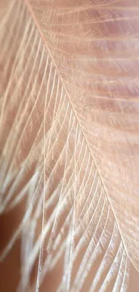 This phone live wallpaper features a macro photograph of a feather close-up with a soft pale golden skin and a fringe that sways gently in the breeze while the stringy strands give an elegant design