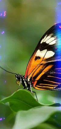 Butterfly Insect Pollinator Live Wallpaper