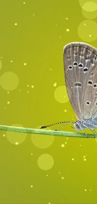 This mobile wallpaper features a beautiful photograph of two butterflies perched on a blade of grass