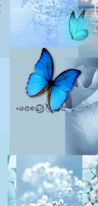 Butterfly Pollinator White Live Wallpaper
