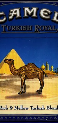 Camel Poster Camelid Live Wallpaper