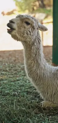 Camelid Llama Fawn Live Wallpaper