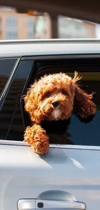 Transform your mobile screen with this captivating live wallpaper featuring a furry friend sticking its head out of a sun-drenched car window, enjoying the ride in a candid portrait