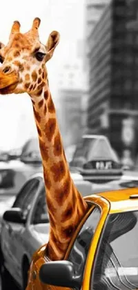 Car Giraffe Giraffidae Live Wallpaper