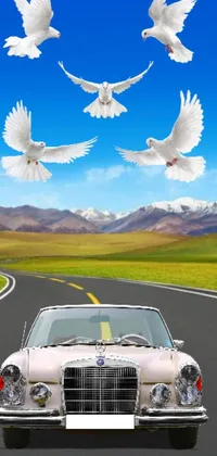 This mobile wallpaper showcases a breathtaking display of white birds soaring over different landscapes, including a car and an album cover