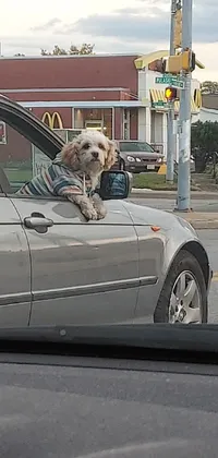 This phone live wallpaper depicts an adorable dog sitting in the front seat of a car crossing a road in Wheaton, Illinois