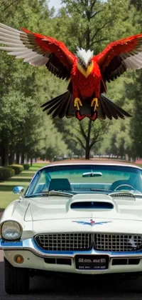Car Vehicle Bird Live Wallpaper