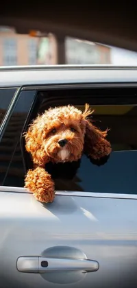 This live wallpaper showcases a happy dog ruffling its curls while sticking its head out from a car's window
