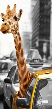 Looking for a fun and unique live wallpaper for your phone? Check out this photorealistic design featuring a giraffe sticking its head out of the window of a taxi! The high-quality image resembles a movie scene and is sure to add a touch of whimsy to your phone screen