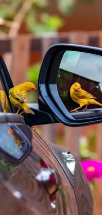 This phone live wallpaper displays a delightful scene of two yellow birds perched on a car side mirror