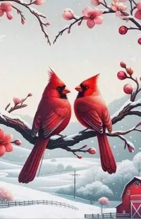 Cardinal Bird Northern Cardinal Live Wallpaper