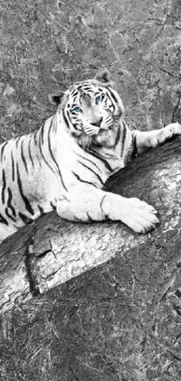 Carnivore Bengal Tiger Plant Live Wallpaper
