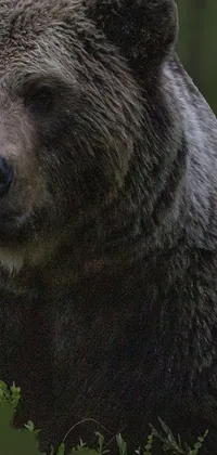 bear 3d Live Wallpaper