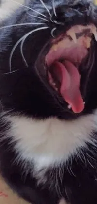Get this stunning live phone wallpaper featuring a close-up front view of a black and white cat as it yawns with its mouth open