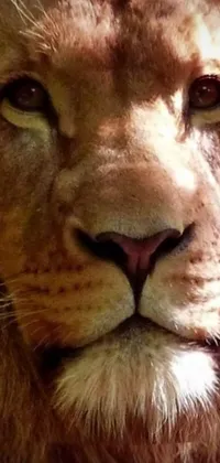 This live wallpaper for your phone is a stunning photorealistic image of a lion's powerful face in amazing detail