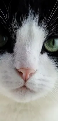 This stunning phone live wallpaper showcases a beautiful black and white cat with captivating green eyes, featuring intricate details that bring the feline's fur and whiskers to life on your mobile device
