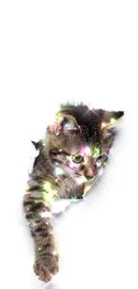 Carnivore Cat Felidae Live Wallpaper