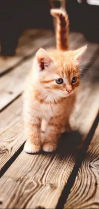 This phone live wallpaper features an adorable small orange kitten sitting on a wooden floor