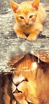 This live wallpaper showcases a realistic image of a lion-maned cat lying beside a picture, set against a backdrop of reflection puddles