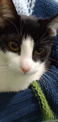This stunning live wallpaper features a beautiful black and white cat named Greeny, sitting on a lap and covered with a cozy blanket