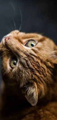 This dynamic phone live wallpaper presents a detailed image of a captivating feline, gazing up with piercing eyes