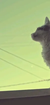 This cat-themed phone live wallpaper features a pair of feline companions perched atop a window sill and gazing upwards into the sky