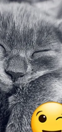 This adorable live wallpaper features a close-up photo of a smiling cat, in black and white, with highly detailed whiskers and fur, asleep and peaceful