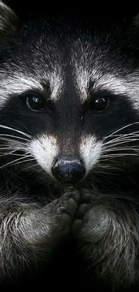 This live wallpaper features the charming image of a praying raccoon