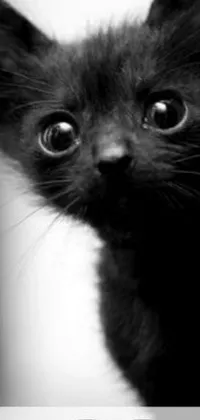 This live wallpaper for your phone features a striking black and white photograph of a kitten