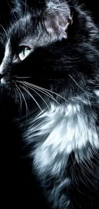 This mobile live wallpaper features a black and white cat in a dominant profile pose against a black background