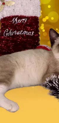 This Siamese cat Christmas live wallpaper is the perfect addition to your phone screen