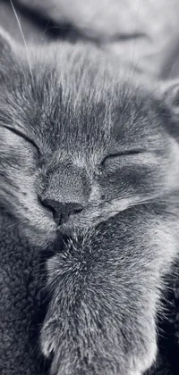 Looking for a soothing and relaxing live wallpaper for your phone? You'll love this high-quality 4k image of a sleeping cat! The black and white photo is blue toned, creating a calming and peaceful atmosphere