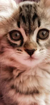 This phone live wallpaper showcases a stunning close-up of a cute kitten staring at the camera