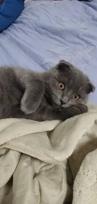 This delightful live wallpaper depicts a young male Scottish Fold cat with small eyes relaxing on top of a gray blanket