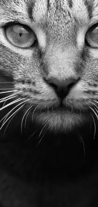 This live wallpaper features a stunning black and white portrait of a majestic cat by Andrew Domachowski