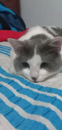 This phone live wallpaper showcases a beautiful gray and white cat lounging on top of a bed