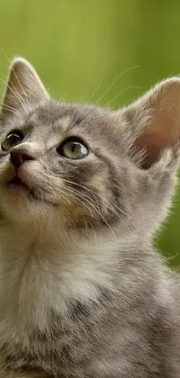This live wallpaper displays an up close and charming shot of a Grey and White Kitten gazing upwards