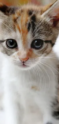 Get ready to fall in love with the cutest live wallpaper ever! Featuring a close-up of a small calico kitten with big round eyes sitting on top of a white blanket
