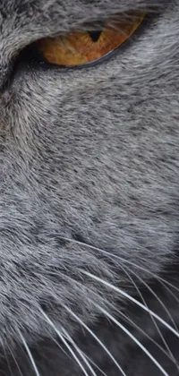 This live phone wallpaper showcases a close-up macro photograph of a cat's face with yellow eyes, along with the underside of a fox paw with detailed grey hairs